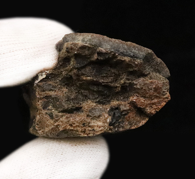 ベリーレア！ブラックヒルズ地質学研究所（BHI）由来。恐竜時代の終焉を象徴する「幼体」トリケラトプス（Triceratops horridus）のブロウホーン（上眼窩角）（その7）