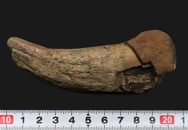 ベリーレア！ブラックヒルズ地質学研究所（BHI）由来。恐竜時代の終焉を象徴する「幼体」トリケラトプス（Triceratops horridus）のブロウホーン（上眼窩角）（その8）