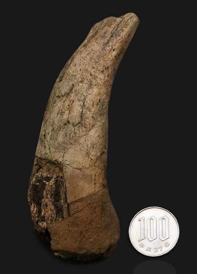 ベリーレア！ブラックヒルズ地質学研究所（BHI）由来。恐竜時代の終焉を象徴する「幼体」トリケラトプス（Triceratops horridus）のブロウホーン（上眼窩角）（その9）