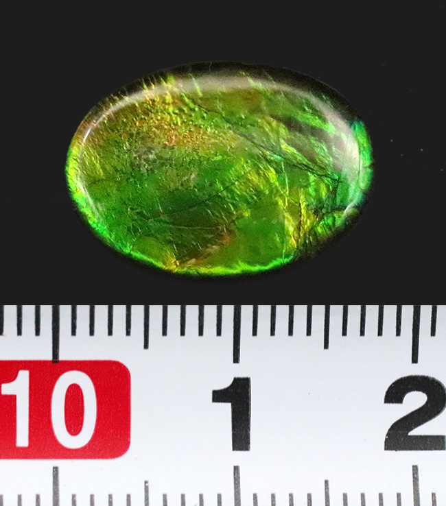 ビビッドで爽やかなグリーンが魅力的! 生物起源の宝石・アンモライト(Ammolite)のピース(その6)