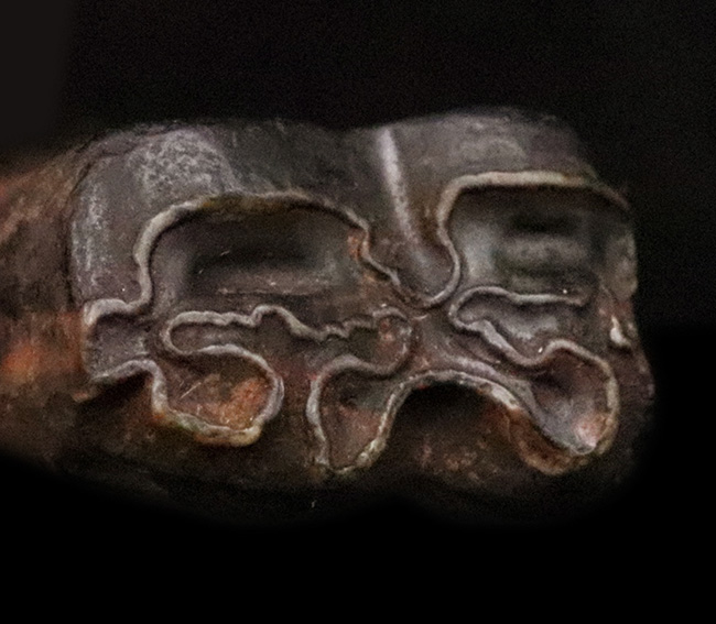 保存状態、すこぶる良好!米国フロリダ州ピースリバー層から採取された古代の馬の臼歯の化石(その1)