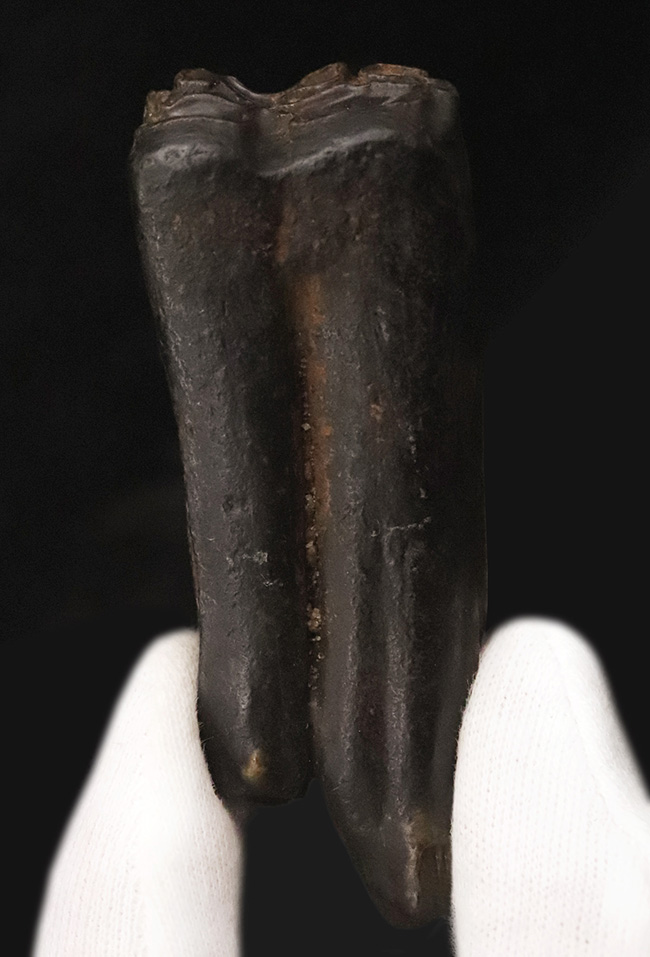 保存状態、すこぶる良好!米国フロリダ州ピースリバー層から採取された古代の馬の臼歯の化石(その2)