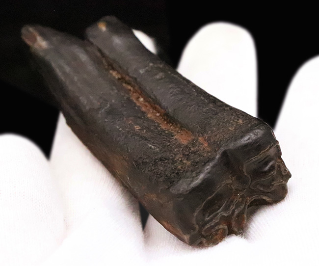 保存状態、すこぶる良好!米国フロリダ州ピースリバー層から採取された古代の馬の臼歯の化石(その3)