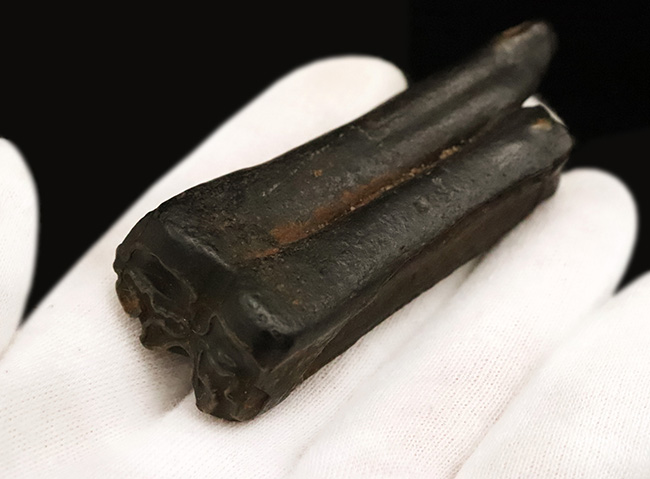 保存状態、すこぶる良好!米国フロリダ州ピースリバー層から採取された古代の馬の臼歯の化石(その4)