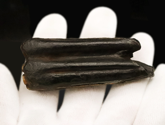 保存状態、すこぶる良好!米国フロリダ州ピースリバー層から採取された古代の馬の臼歯の化石(その5)