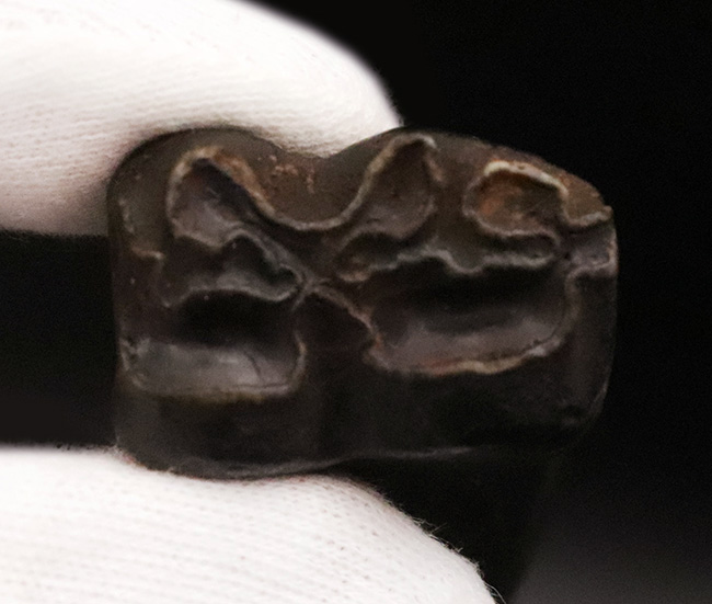 保存状態、すこぶる良好!米国フロリダ州ピースリバー層から採取された古代の馬の臼歯の化石(その6)