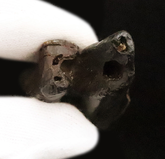 保存状態、すこぶる良好!米国フロリダ州ピースリバー層から採取された古代の馬の臼歯の化石(その7)