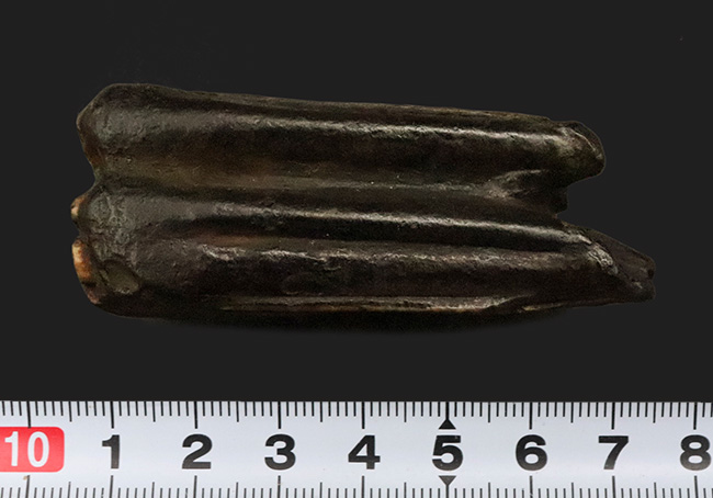 保存状態、すこぶる良好!米国フロリダ州ピースリバー層から採取された古代の馬の臼歯の化石(その8)