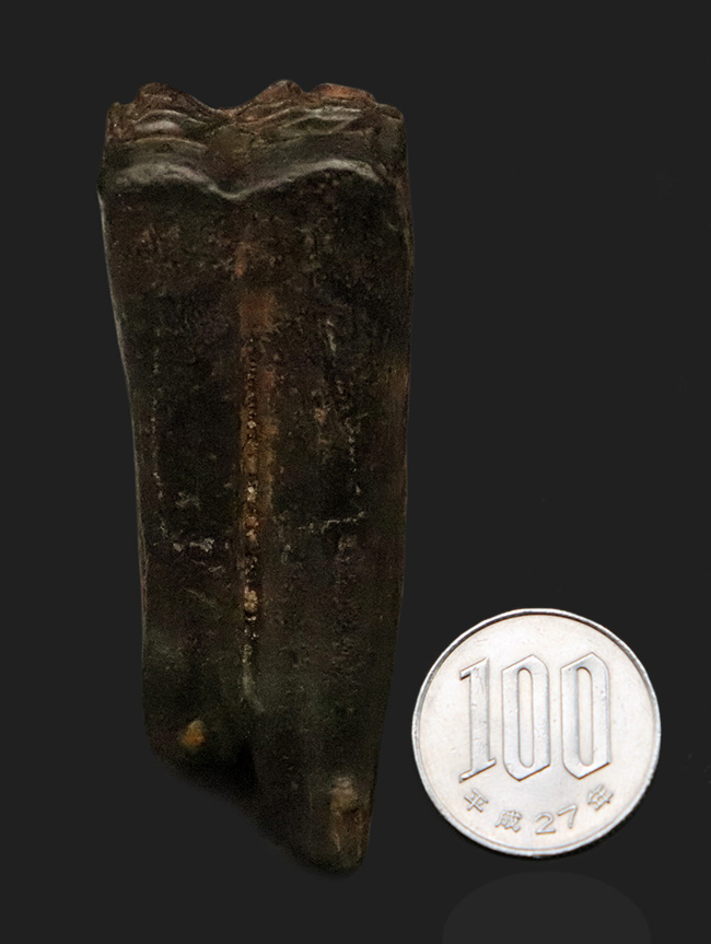 保存状態、すこぶる良好!米国フロリダ州ピースリバー層から採取された古代の馬の臼歯の化石(その9)