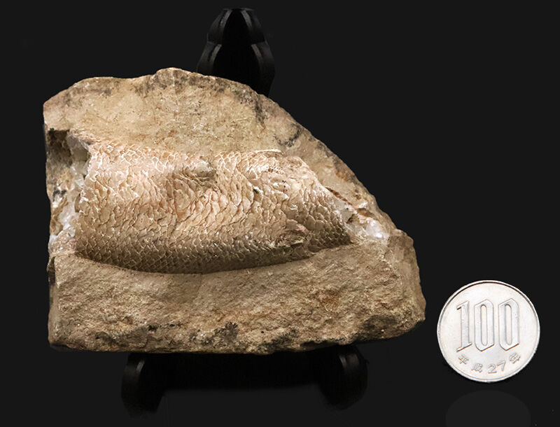 サービスプライス！内部をのぞける珍しい個体、ブラジル産絶滅古代魚ラコレピス（Rhacolepis）の胴部化石（その10）