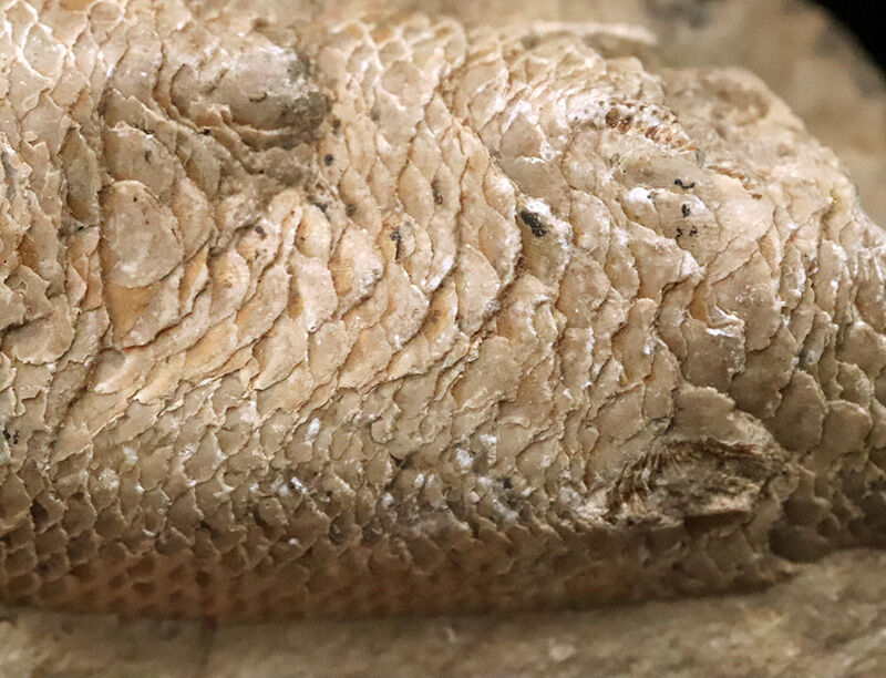 サービスプライス！内部をのぞける珍しい個体、ブラジル産絶滅古代魚ラコレピス（Rhacolepis）の胴部化石（その2）