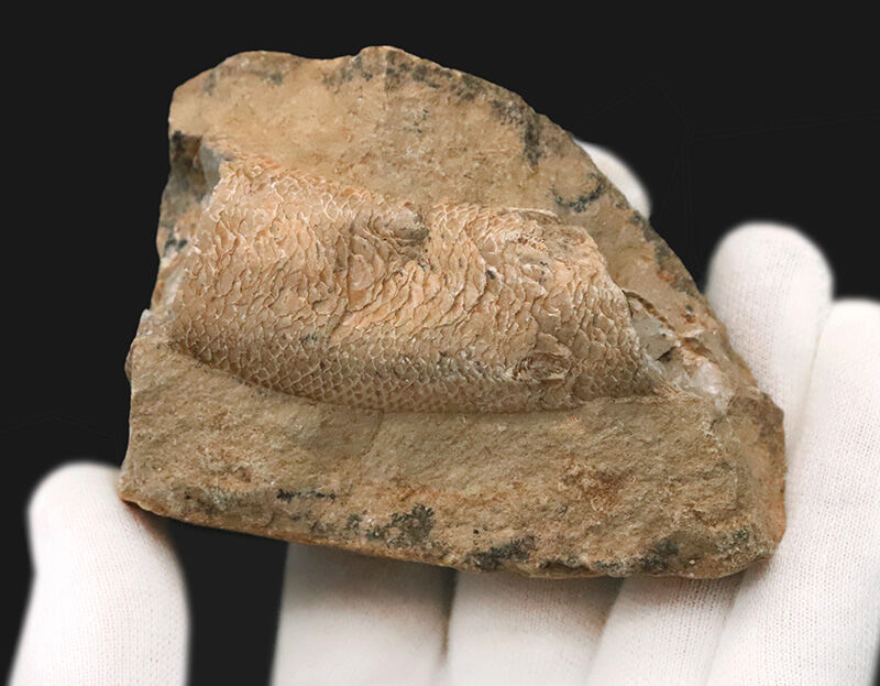 サービスプライス！内部をのぞける珍しい個体、ブラジル産絶滅古代魚ラコレピス（Rhacolepis）の胴部化石（その3）