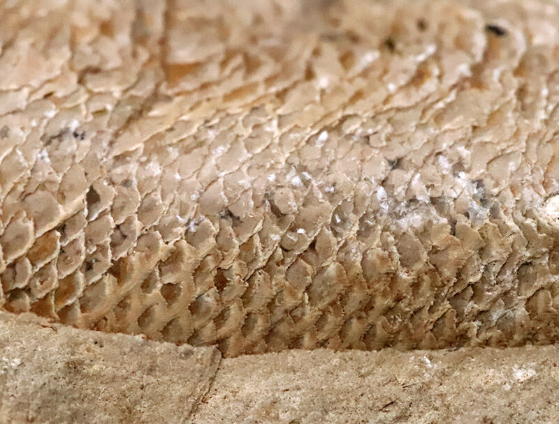 サービスプライス！内部をのぞける珍しい個体、ブラジル産絶滅古代魚ラコレピス（Rhacolepis）の胴部化石（その4）