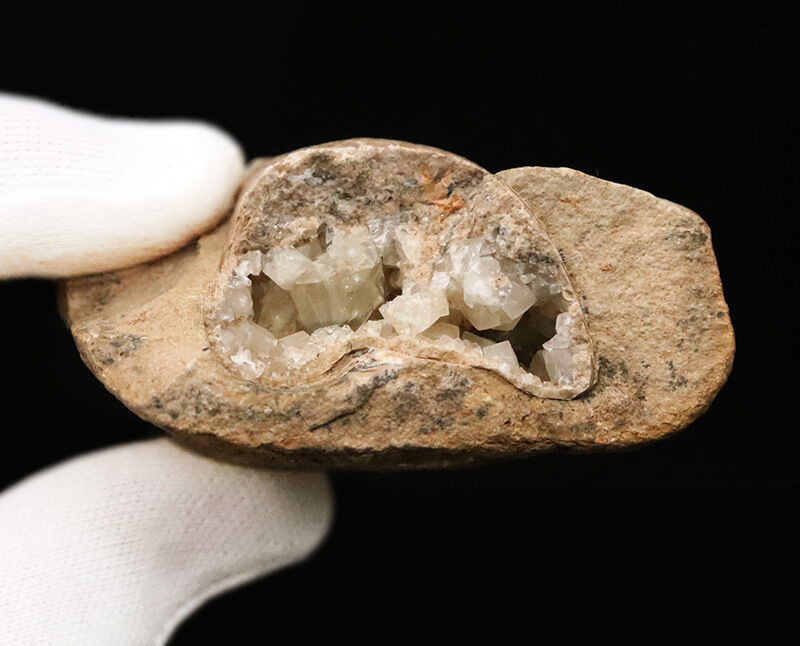 サービスプライス！内部をのぞける珍しい個体、ブラジル産絶滅古代魚ラコレピス（Rhacolepis）の胴部化石（その6）