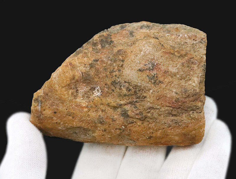 サービスプライス！内部をのぞける珍しい個体、ブラジル産絶滅古代魚ラコレピス（Rhacolepis）の胴部化石（その8）