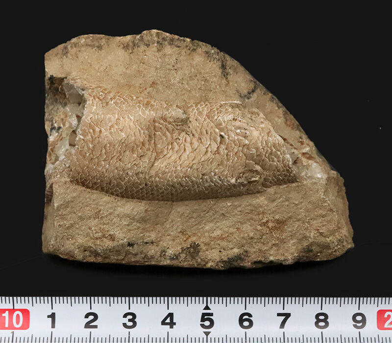 サービスプライス！内部をのぞける珍しい個体、ブラジル産絶滅古代魚ラコレピス（Rhacolepis）の胴部化石（その9）