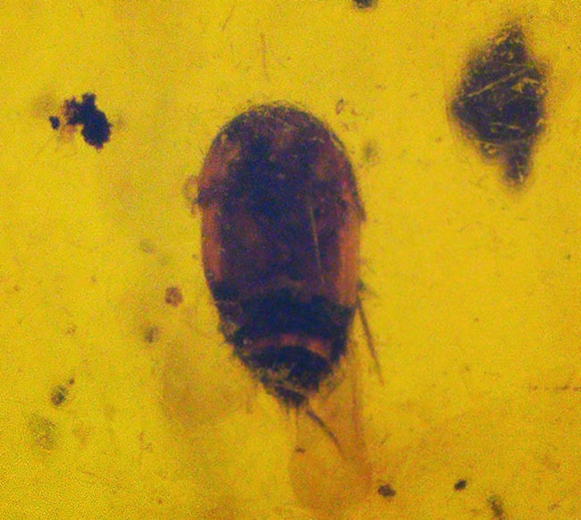 映画『ジュラシック・パーク』で話題に……ドミニカ産 虫入り琥珀(amber)(その3)