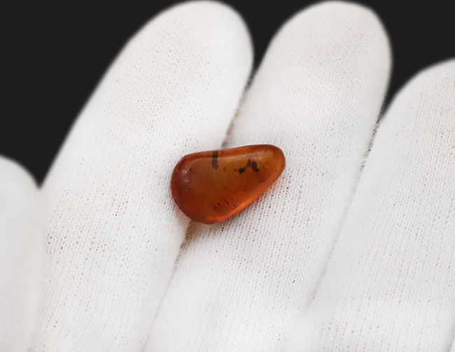 映画『ジュラシック・パーク』で話題に……ドミニカ産 虫入り琥珀(amber)(その6)