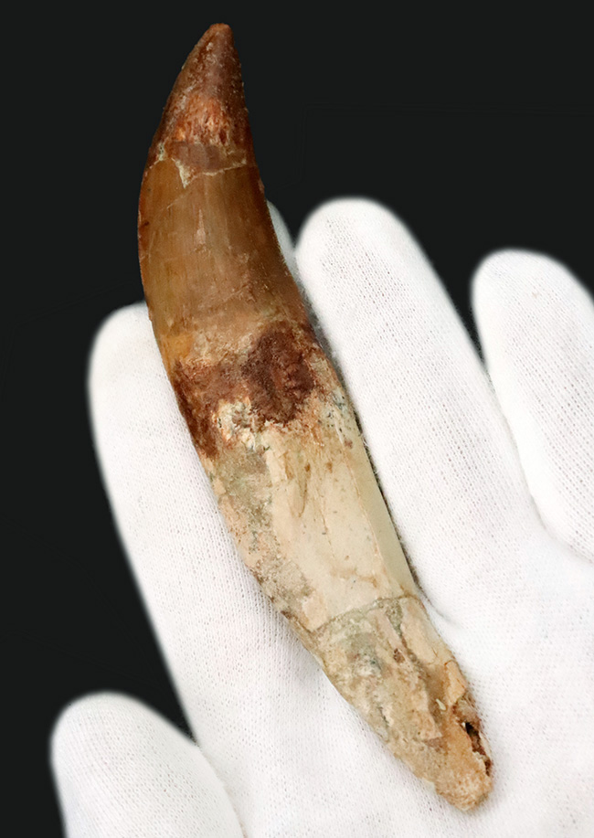 レア中のレア……歯根まで完全保存された、カルカロドントサウルスの至高の歯化石（その1）