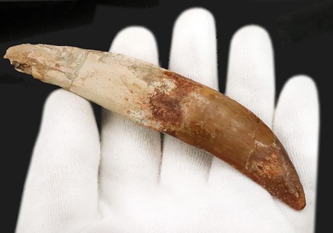 レア中のレア……歯根まで完全保存された、カルカロドントサウルスの至高の歯化石（その2）