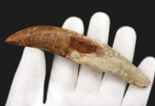 レア中のレア……歯根まで完全保存された、カルカロドントサウルスの至高の歯化石（その3）