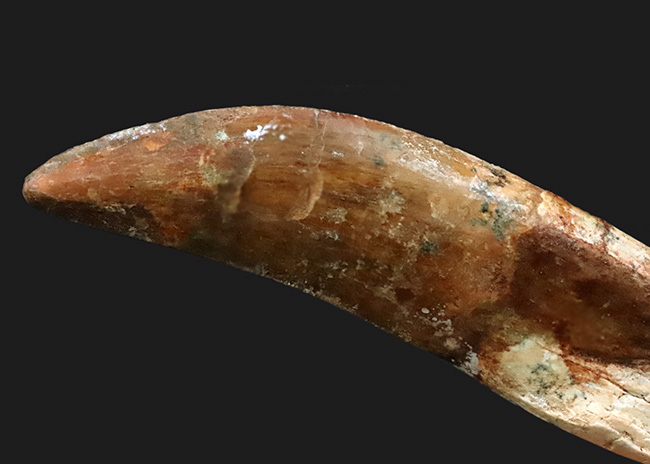 レア中のレア……歯根まで完全保存された、カルカロドントサウルスの至高の歯化石（その4）