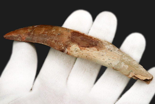 レア中のレア……歯根まで完全保存された、カルカロドントサウルスの至高の歯化石（その5）