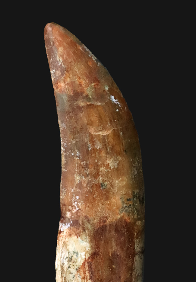 レア中のレア……歯根まで完全保存された、カルカロドントサウルスの至高の歯化石（その6）