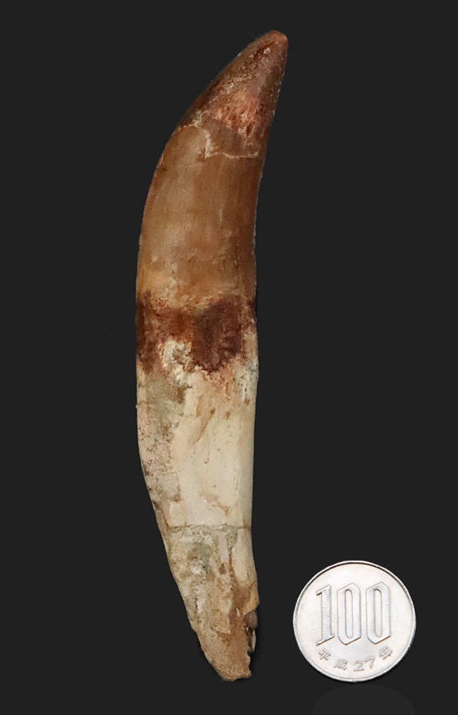 レア中のレア……歯根まで完全保存された、カルカロドントサウルスの至高の歯化石（その8）