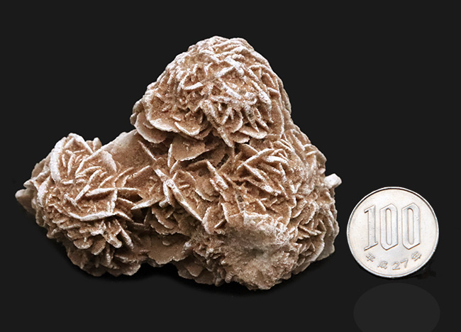 素敵な乳白色と緻密な花弁状結晶が美しい……メキシコ産砂漠のバラ