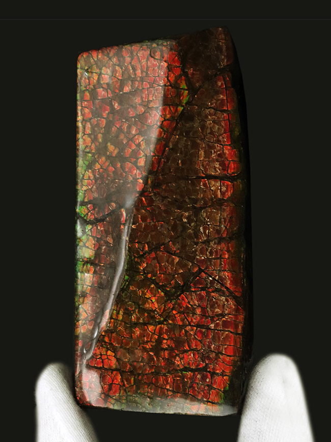 レッドドラゴン!細かなクラックが美しい、宝石、アンモライト(Ammolite)の大型ピース(その1)