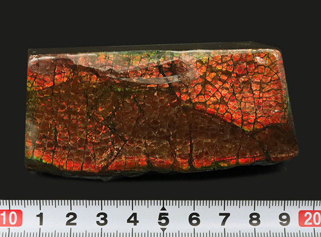 レッドドラゴン!細かなクラックが美しい、宝石、アンモライト(Ammolite)の大型ピース(その10)