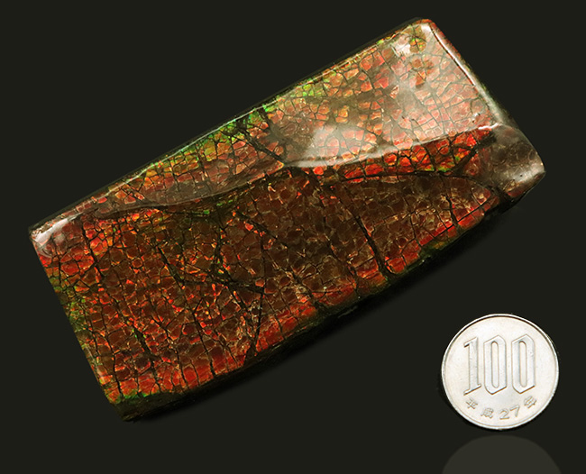 レッドドラゴン!細かなクラックが美しい、宝石、アンモライト(Ammolite)の大型ピース(その11)