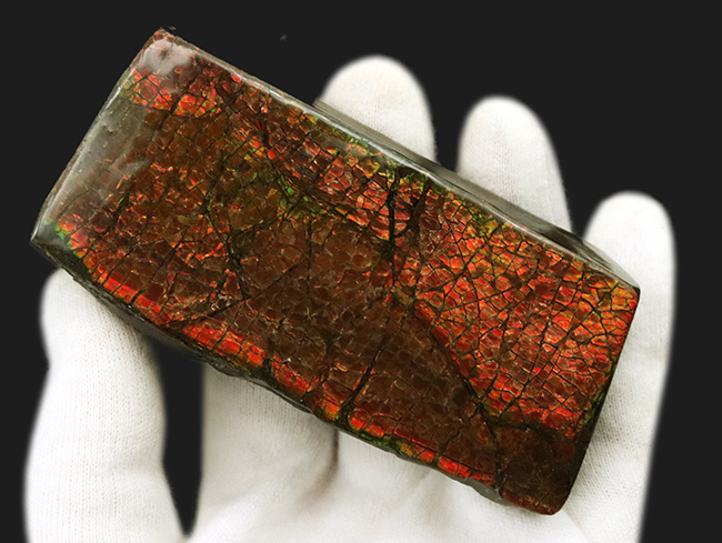 レッドドラゴン!細かなクラックが美しい、宝石、アンモライト(Ammolite)の大型ピース(その3)