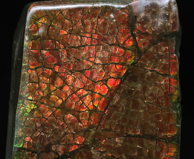 レッドドラゴン!細かなクラックが美しい、宝石、アンモライト(Ammolite)の大型ピース(その4)