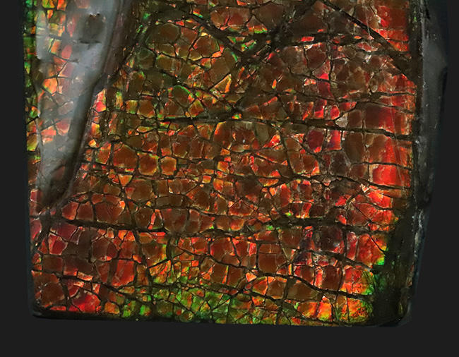 レッドドラゴン!細かなクラックが美しい、宝石、アンモライト(Ammolite)の大型ピース(その6)