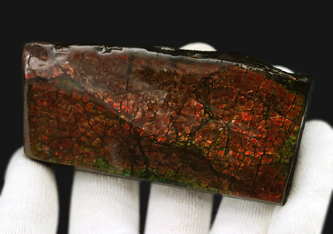 レッドドラゴン!細かなクラックが美しい、宝石、アンモライト(Ammolite)の大型ピース(その7)