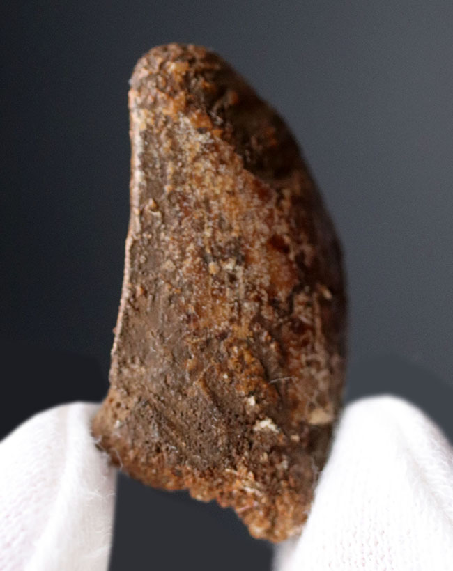 白亜紀の北アフリカの雄、カルカロドントサウルス(Carcharodontosaurus)の歯化石(その1)