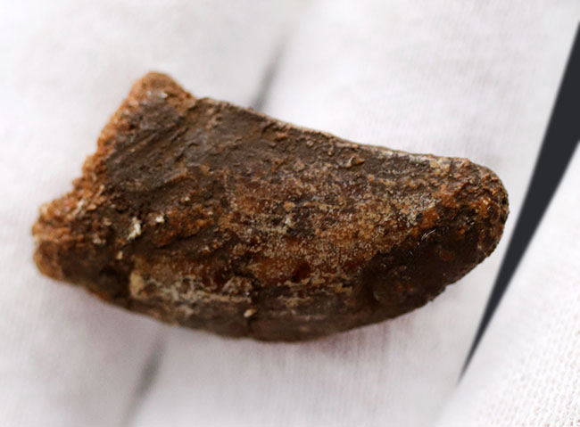 白亜紀の北アフリカの雄、カルカロドントサウルス(Carcharodontosaurus)の歯化石(その3)