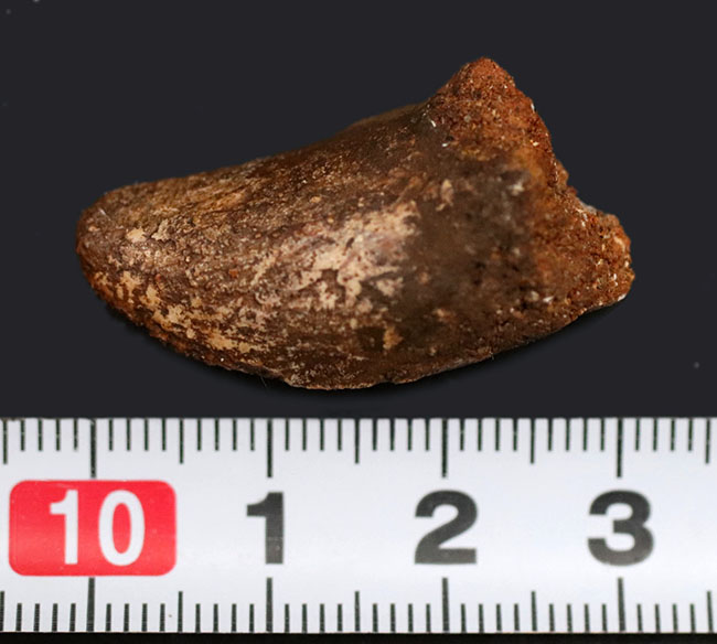 白亜紀の北アフリカの雄、カルカロドントサウルス(Carcharodontosaurus)の歯化石(その5)