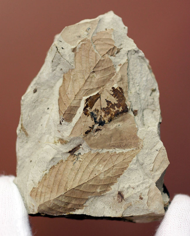 変わり種、兵庫県産の植物の葉の化石（その1）