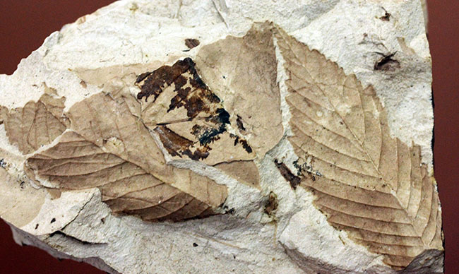 変わり種、兵庫県産の植物の葉の化石（その3）