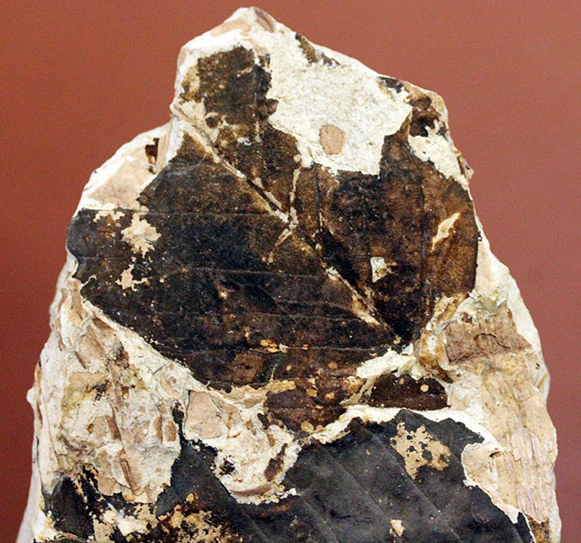 化石　葦　　　　　　玄4 新種のハチの化石4点、山口県美祢市の2億3000万年前の地層で発見