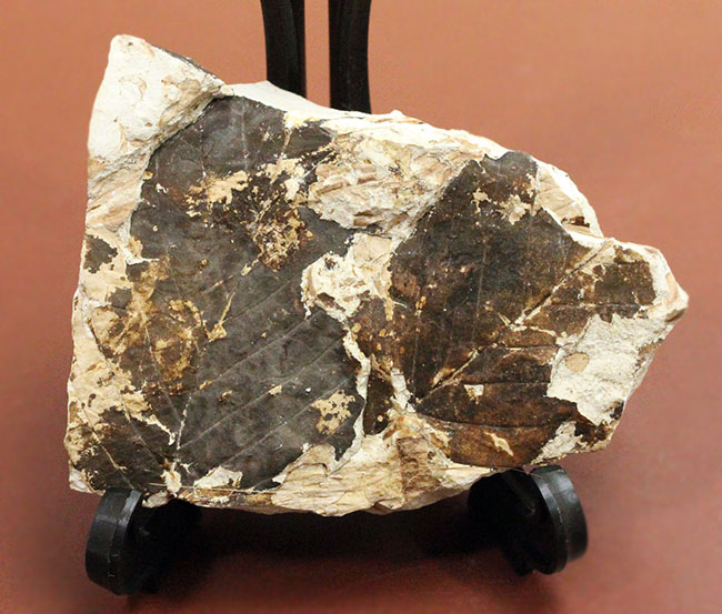 変わり種、兵庫県産の植物の葉の化石 化石 販売