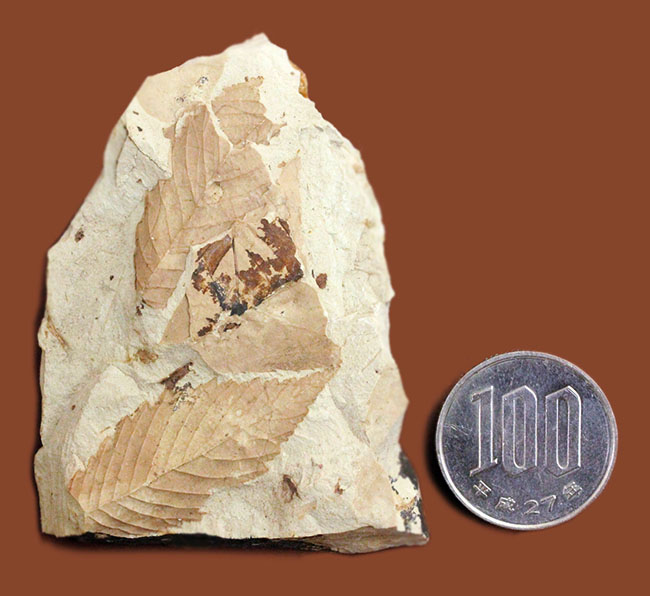 変わり種、兵庫県産の植物の葉の化石 化石 販売