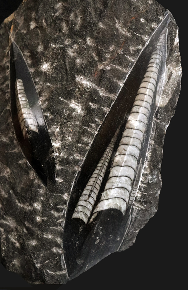 美品!14センチ級の大サイズのオルソセラス(Orthoceras)を含む群集化石(その1)
