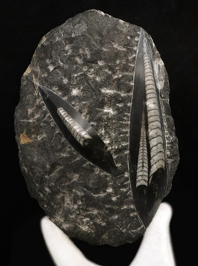 美品!14センチ級の大サイズのオルソセラス(Orthoceras)を含む群集化石(その2)