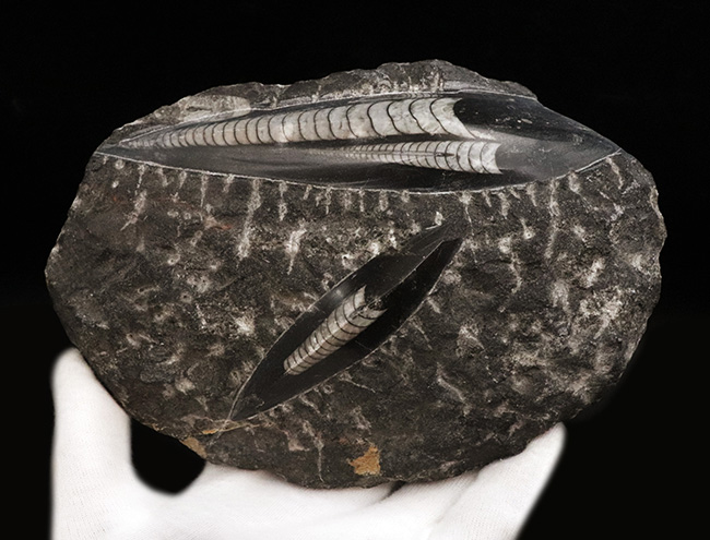 美品!14センチ級の大サイズのオルソセラス(Orthoceras)を含む群集化石(その3)