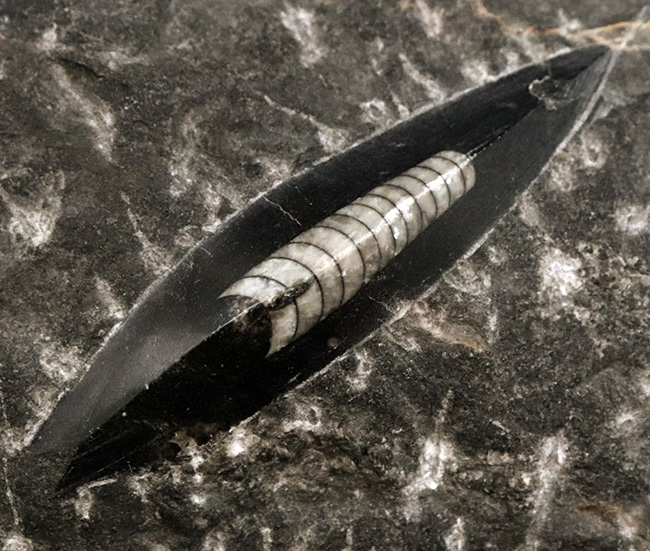 美品!14センチ級の大サイズのオルソセラス(Orthoceras)を含む群集化石(その4)