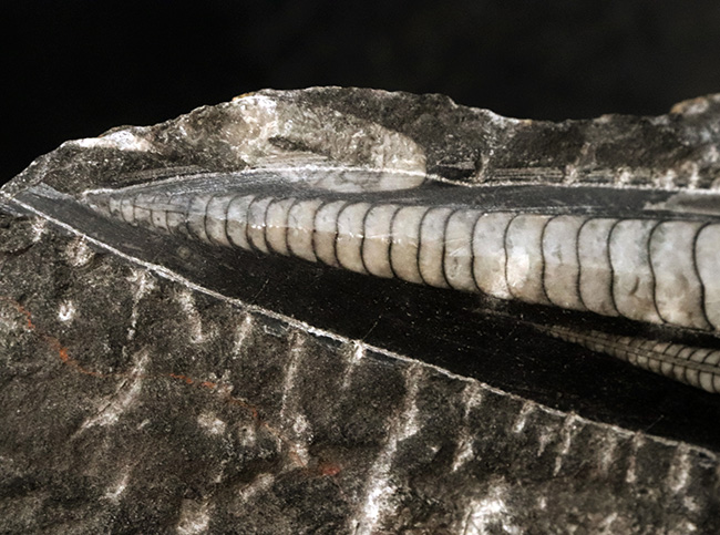 美品!14センチ級の大サイズのオルソセラス(Orthoceras)を含む群集化石(その5)